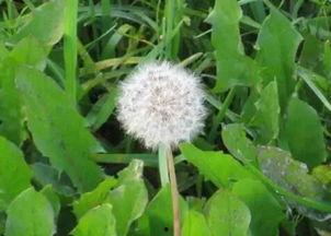 吃哈密瓜可以吃蒲公英吗,探索夏日消暑美食的奇妙组合  第2张